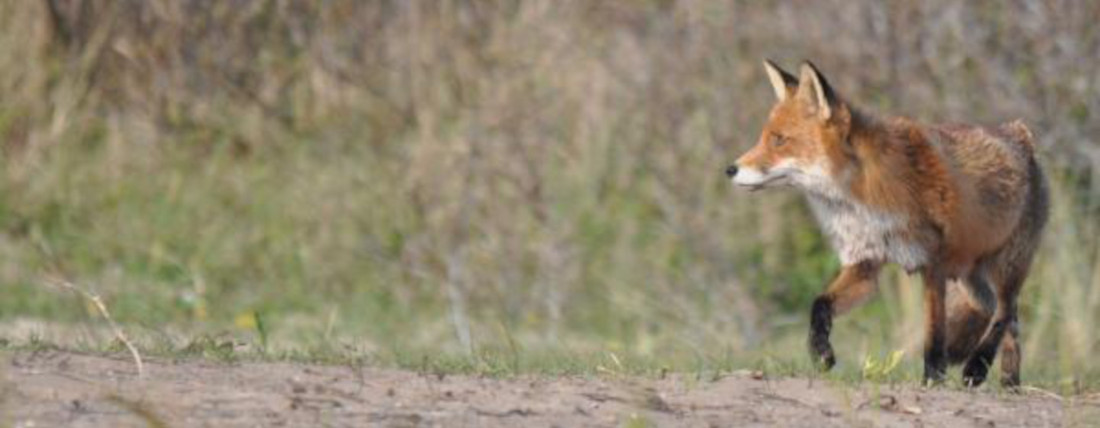 Vos in de duinen van Bloemendaal aan zee, die ook wel eens de camping op wil lopen